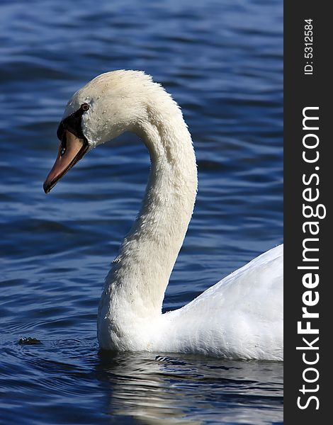 Closeup of a beautiful white Swan on the water.  Detailed water beading on the feathers and in the ripples of the water. Closeup of a beautiful white Swan on the water.  Detailed water beading on the feathers and in the ripples of the water.