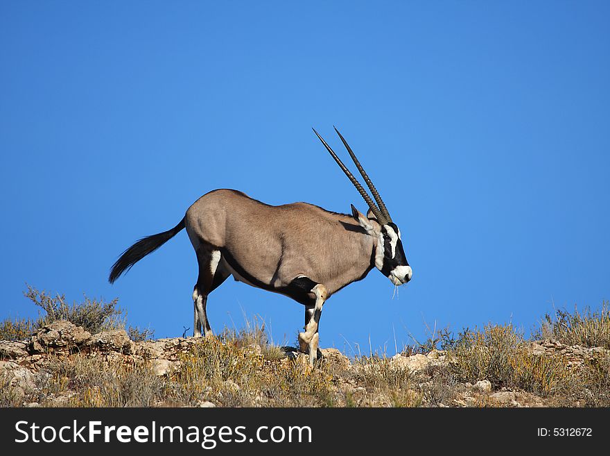 Gemsbok crossing arid dune in kalahari Africa. Gemsbok crossing arid dune in kalahari Africa