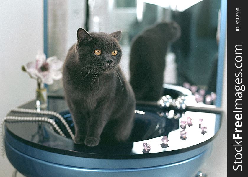 Grey cat in a blue bathroom. Grey cat in a blue bathroom