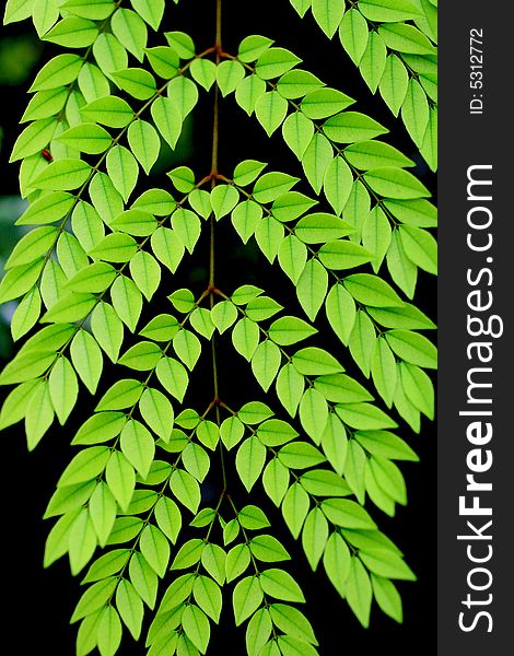 Green Leave Background