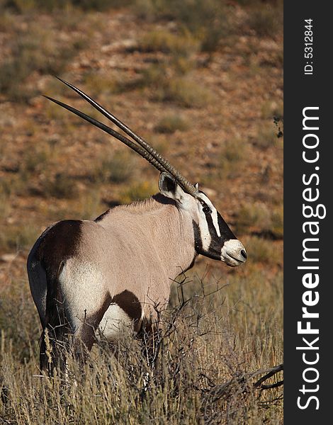 Gemsbok in long grass with dune as background