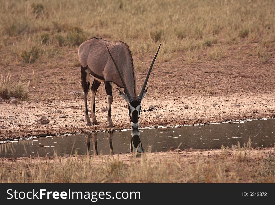 Gemsbok drinking water after good summer rain