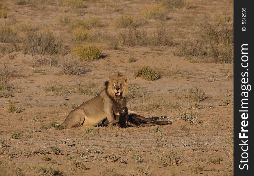 Male lion taking a breather after dragging kill. Male lion taking a breather after dragging kill