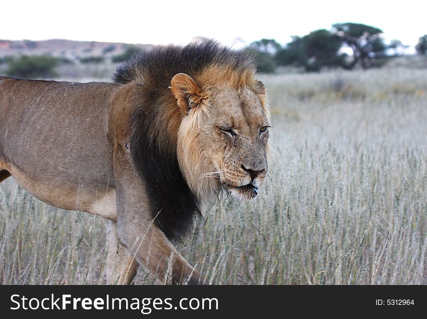 Male lion with broken jaw winking at camera. Male lion with broken jaw winking at camera