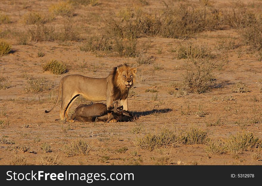 Male lion in Kalahari with a wildebeest kill