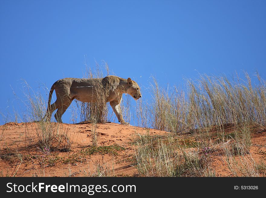 Lioness walking on red desert dune with blue background