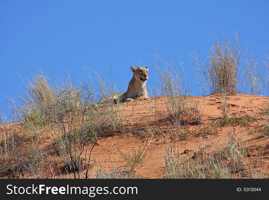 Lioness lying on dune with blue background