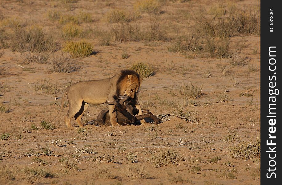 Male lion dragging wildebees kill towards shade