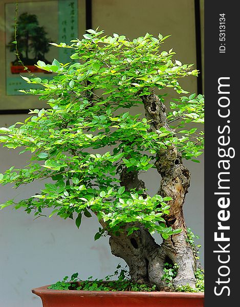 The tree of miniascape in a garden china