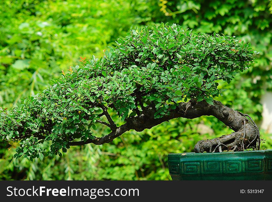 The tree of miniascape in a garden china