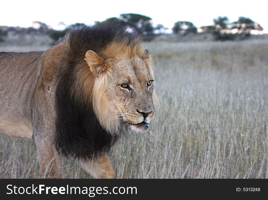 Portrait of a male african lion walking in long grass. Portrait of a male african lion walking in long grass