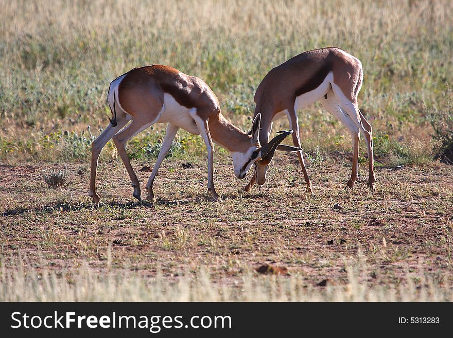 Young male springbok fighting for teritorial dominance