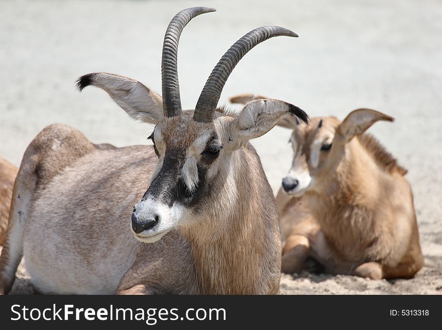 Photo of  a Flock of antelopes