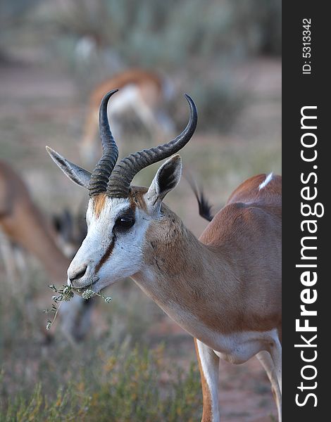 Springbok grazing on newly sprouted white flowers