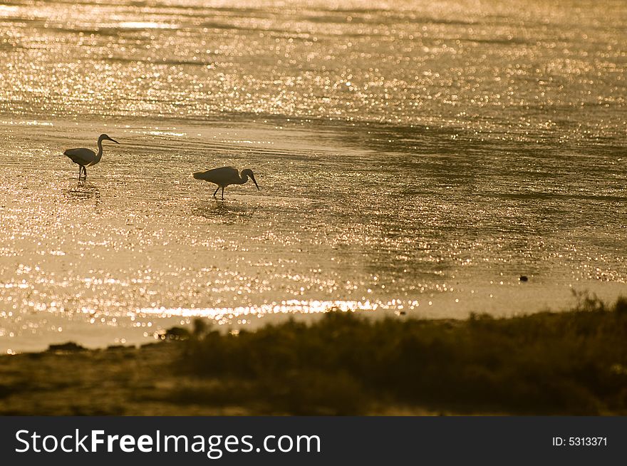 Heron at the sunrise