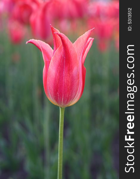 Bud of a red detailed tulip. Bud of a red detailed tulip