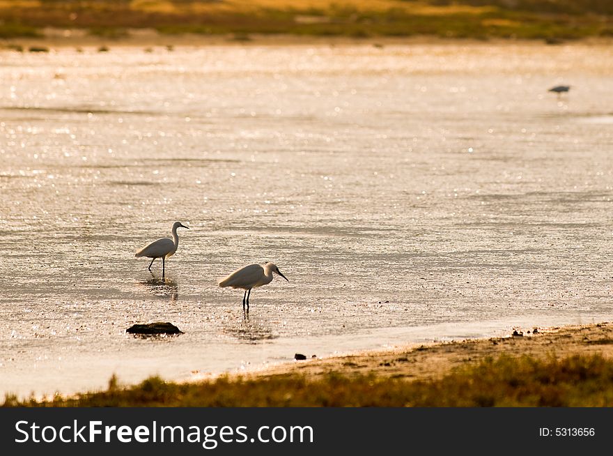 Silouette of blue heron in Alacati, Cesme, Turkey. Silouette of blue heron in Alacati, Cesme, Turkey