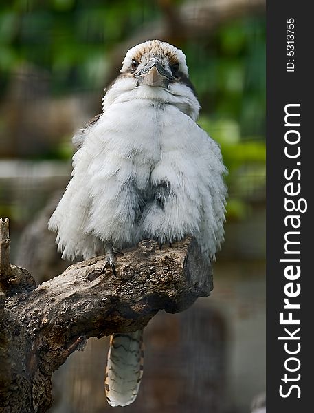 Australian laughing jackass on the branch/ Also known as Kookaburra. Australian laughing jackass on the branch/ Also known as Kookaburra