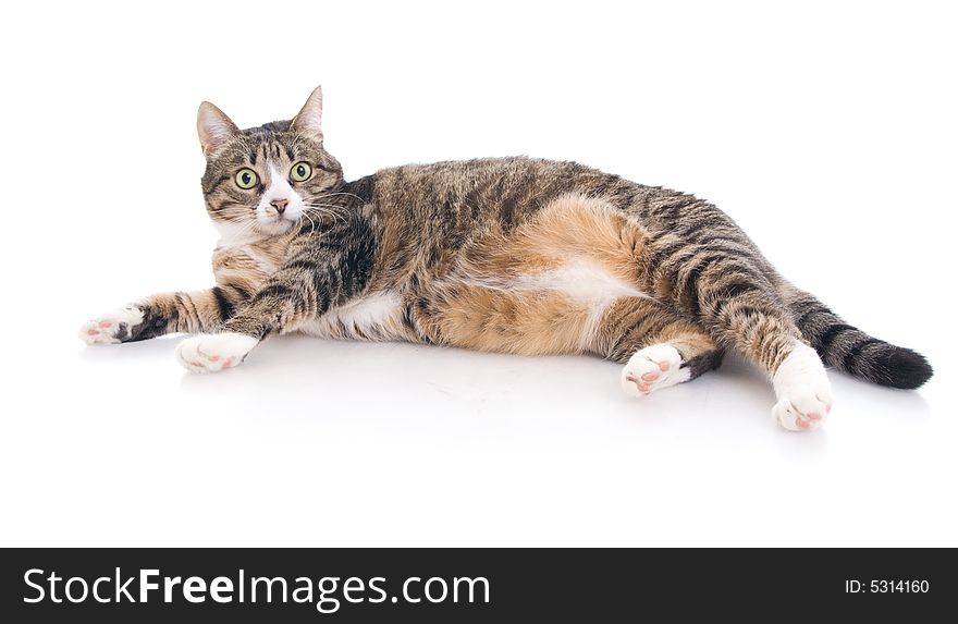 Beautiful Cat Isolated On A White