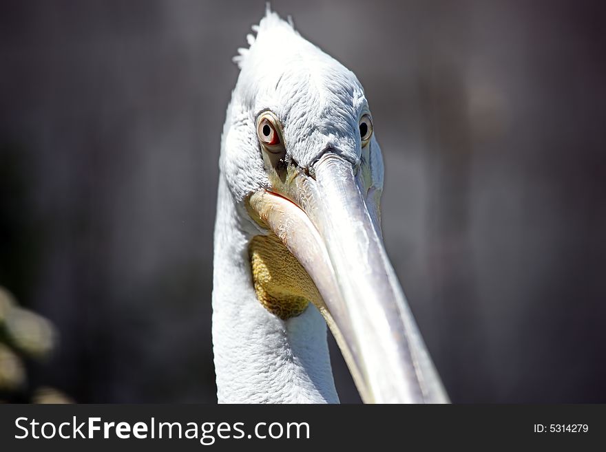 Photo of a Brown Pelican