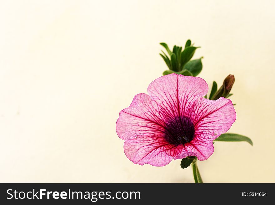 A single pink flower on a white background. A single pink flower on a white background