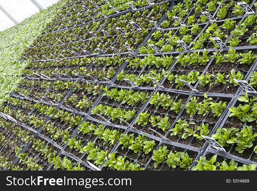 Rows of Small Potted Plants