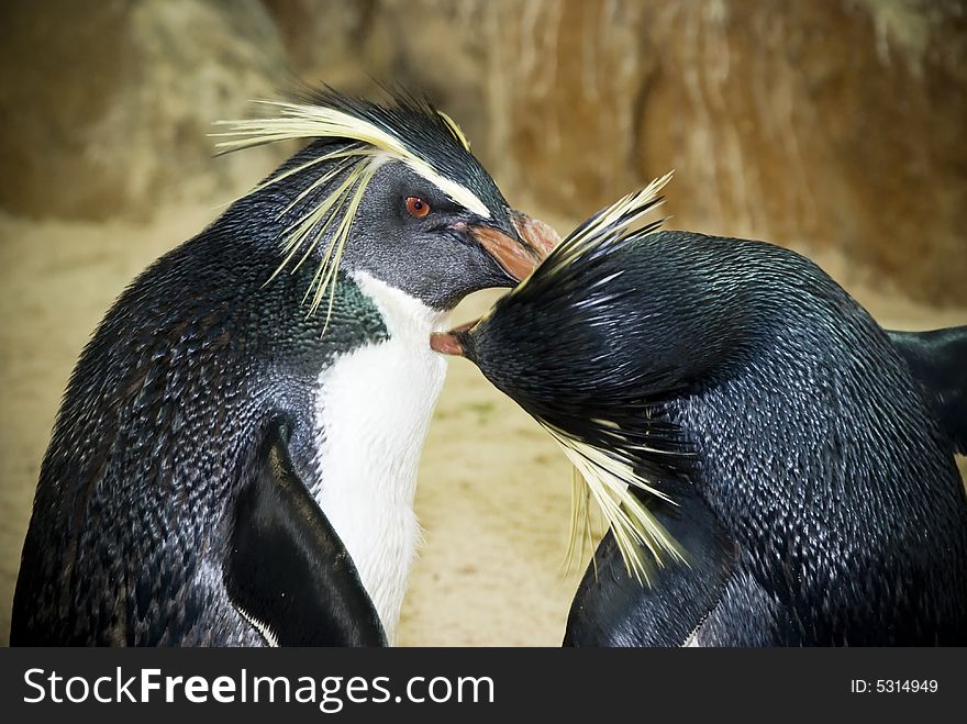 One of the species of penguin recognized as being endangered is the Eastern Rockhopper Penguin whose breeding numbers have dropped off significantly over the last 10 years. One of the species of penguin recognized as being endangered is the Eastern Rockhopper Penguin whose breeding numbers have dropped off significantly over the last 10 years.