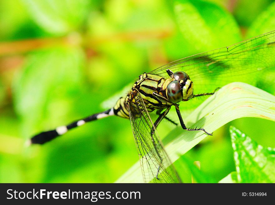 The dragonfly in a grasses .waiting for the food .