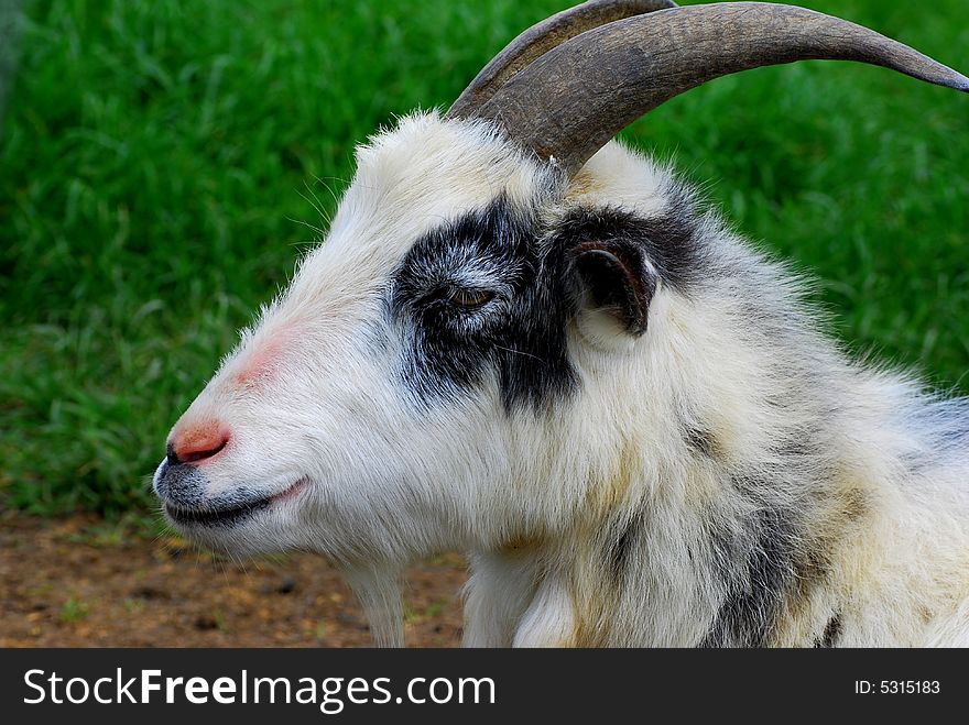 Close up shot of a goats head