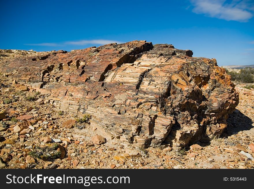 Petrified Wood In Patagonia.