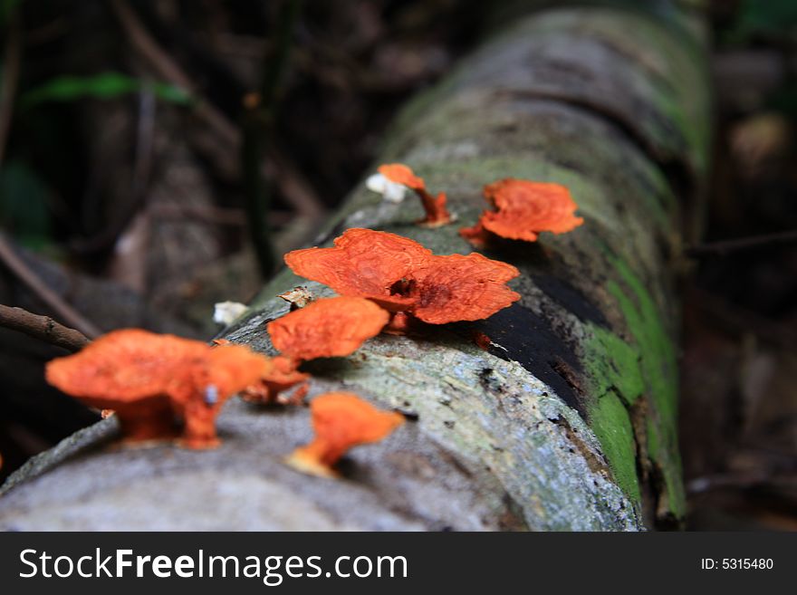 Orangery fungus found in the tropical forest of Malaysia