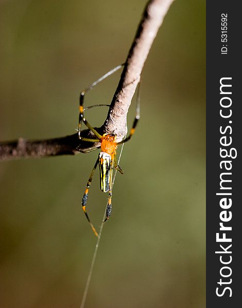 Bright-colored spider spit out its silken thread ,ready to make a web