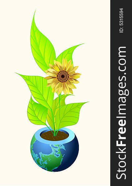 Growing yellow sunflower in a pot