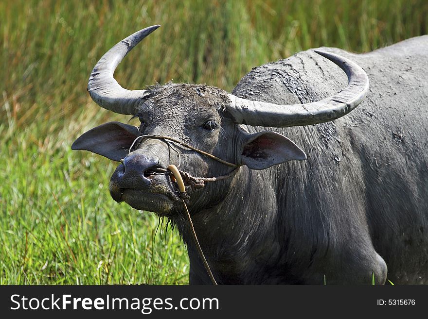 Water buffalo standing in the green