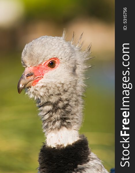 Southern screamer (Chauna torquata)