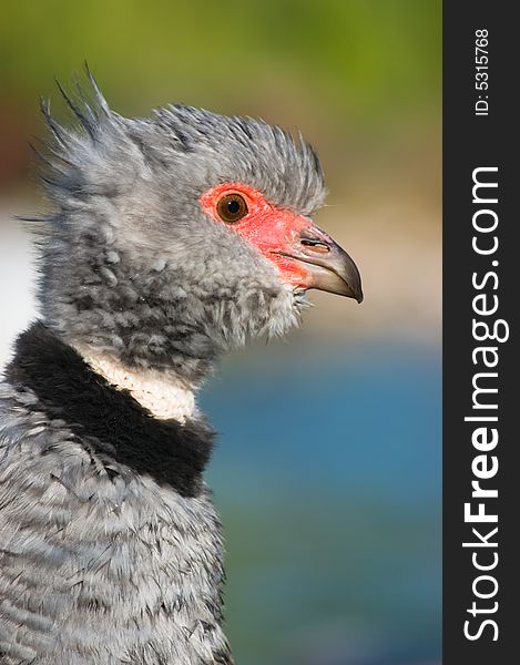 Wild Southern screamer (Chauna torquata) waterfowl