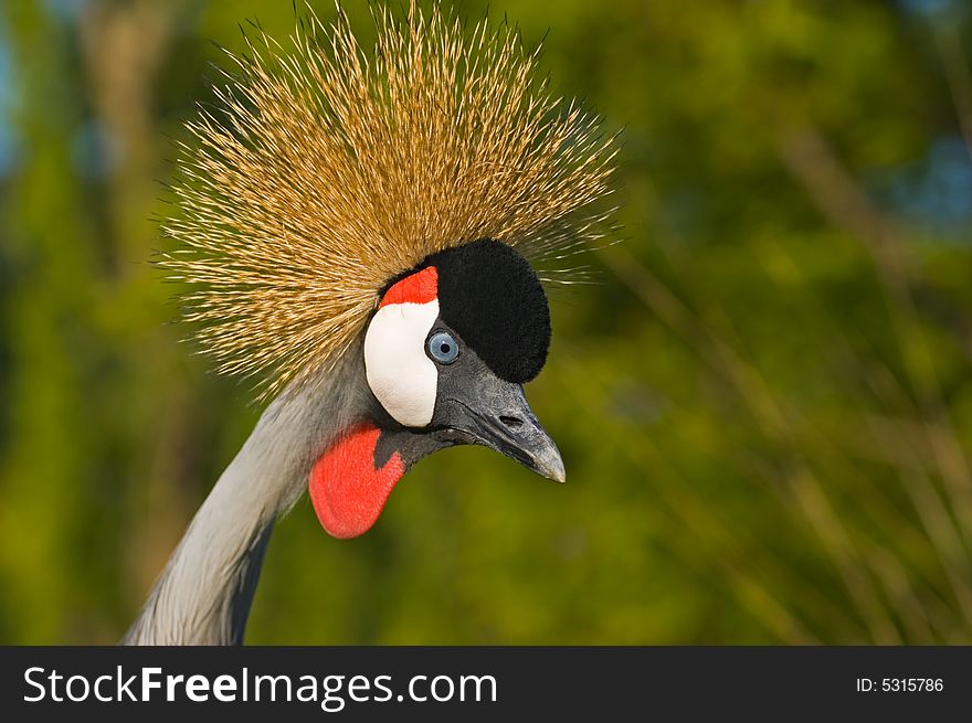 Black crowned crane kept in captivity in Argentina. Black crowned crane kept in captivity in Argentina.