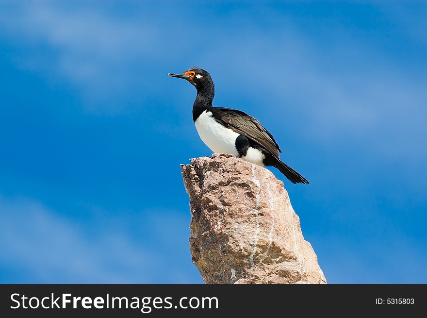 Rock cormorant (Phalacrocorax magellanicus) in Patagonia, Argentina. Rock cormorant (Phalacrocorax magellanicus) in Patagonia, Argentina.