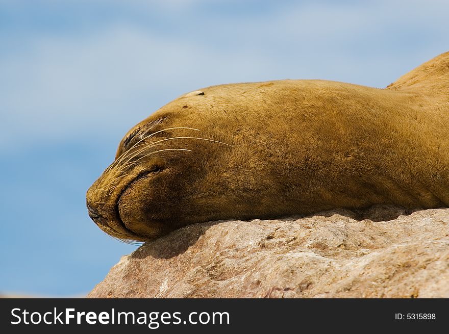 Sea Lion in the coast of Patagonia, Argentina. Sea Lion in the coast of Patagonia, Argentina.