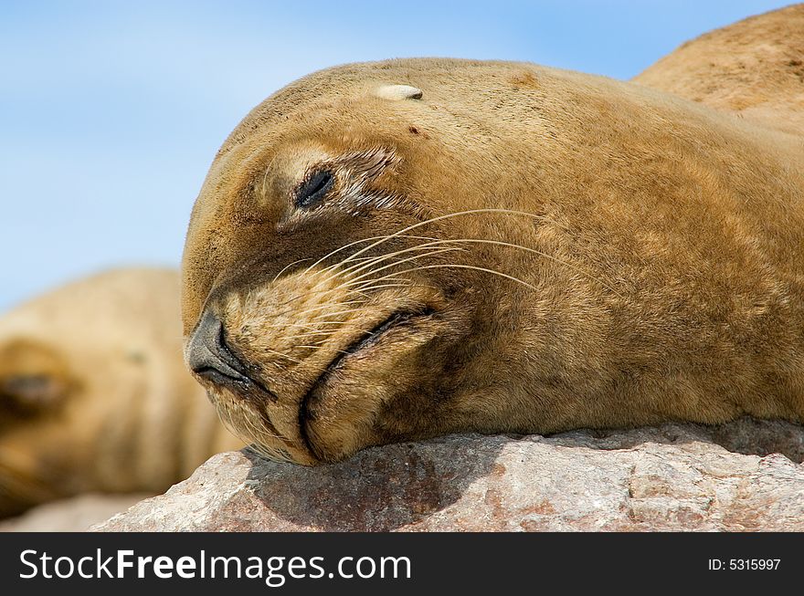 Wild Sea Lion in the coast of Patagonia, Argentina. Wild Sea Lion in the coast of Patagonia, Argentina.