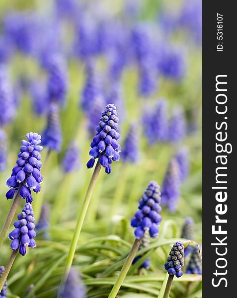 Muscari in garden  with shallow depth of field