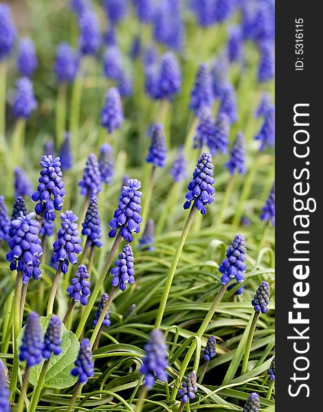 Muscari in garden with shallow depth of field