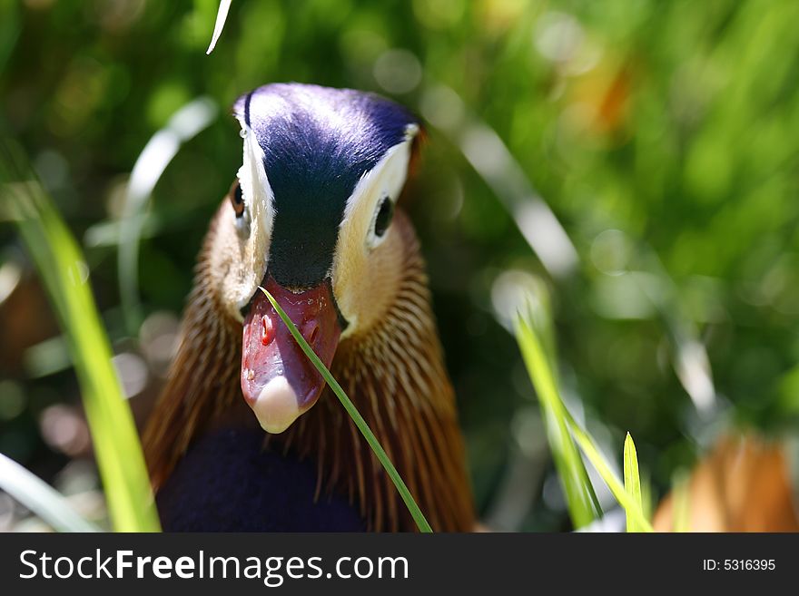 Close up a head duck