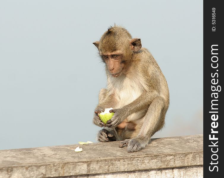 A little monkey eating apple. A little monkey eating apple