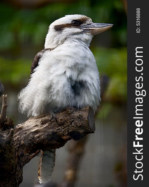 Australian laughing jackass on the branch/ Also known as Kookaburra. Australian laughing jackass on the branch/ Also known as Kookaburra
