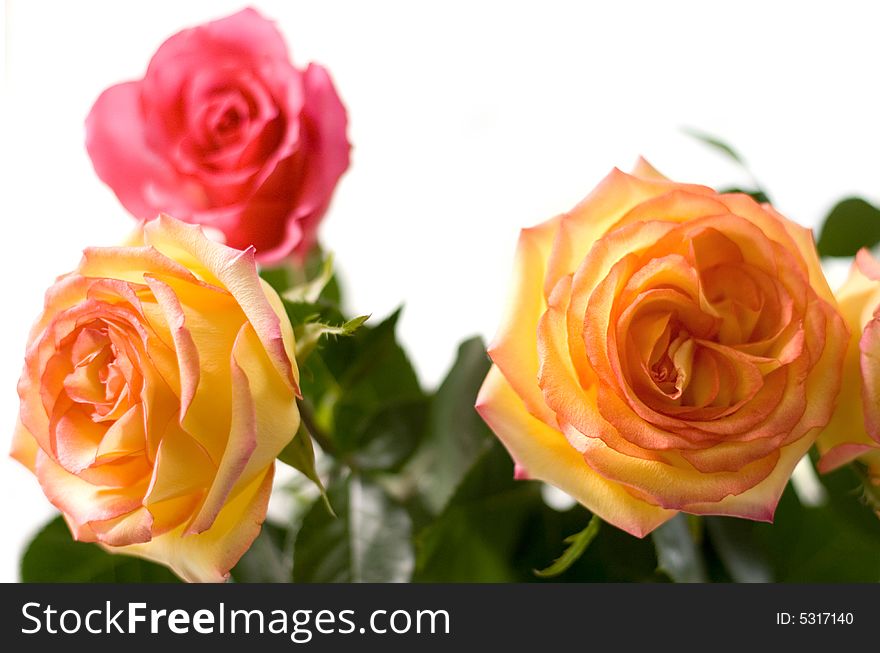 Three roses on the white background, isolated