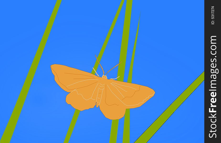 Small orange butterfly on grass-blade.