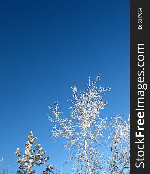Trees over nice winter bluie sky. Trees over nice winter bluie sky