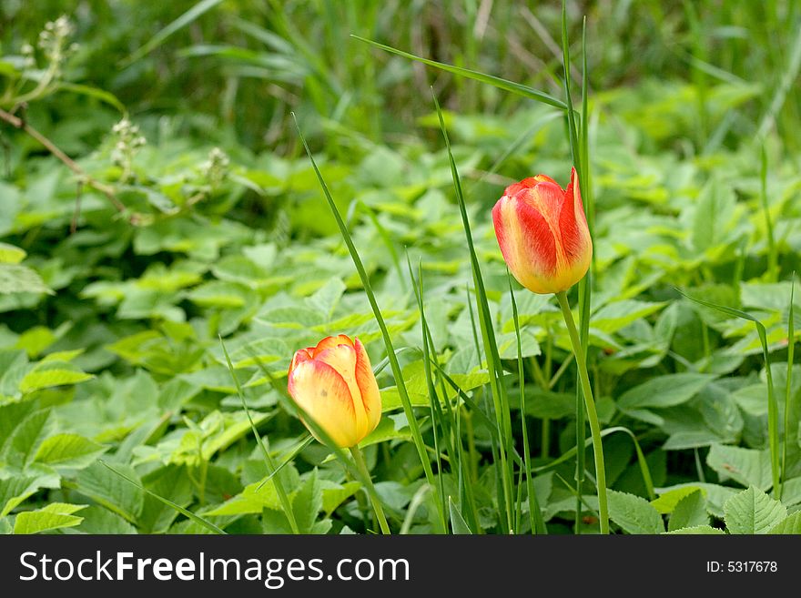 Red and yellow tulips in the garden