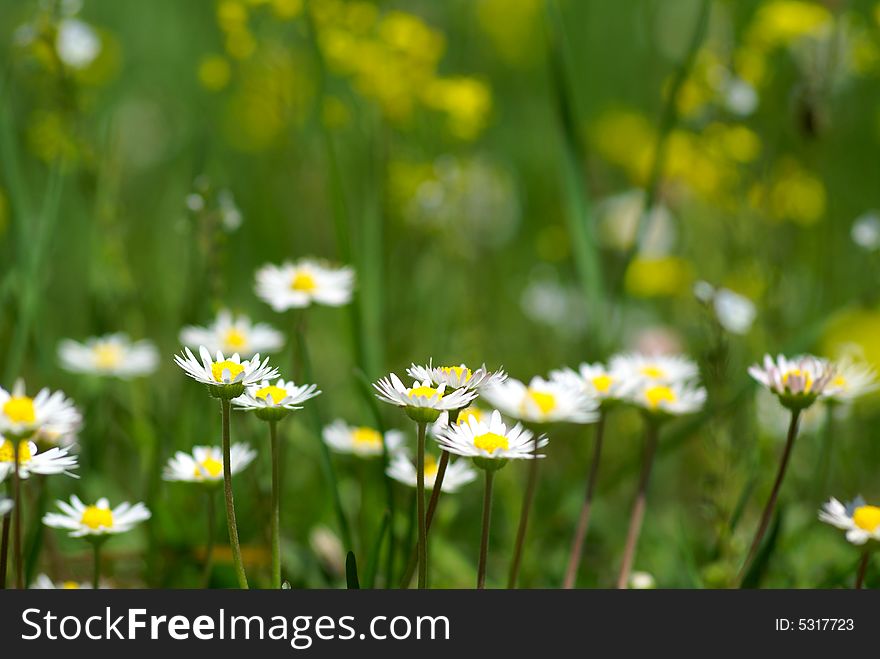 Nice summer meadow with camomiles in green grass. Shallow DOF